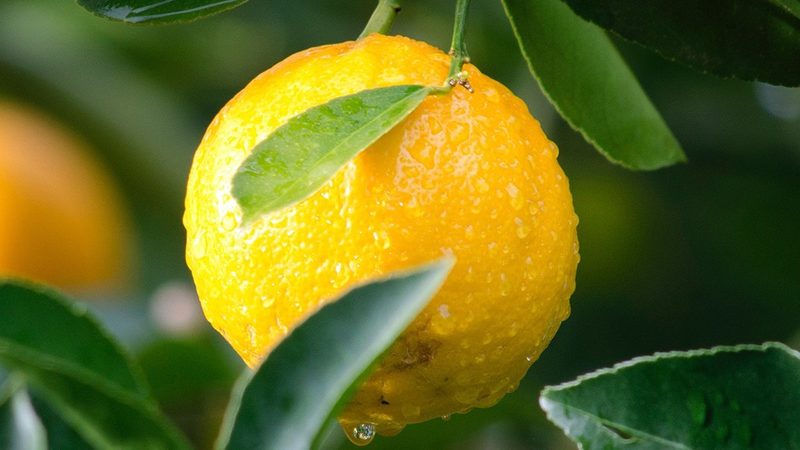 生物试剂品牌质量如何判别？优缺点分析揭示选购之道**